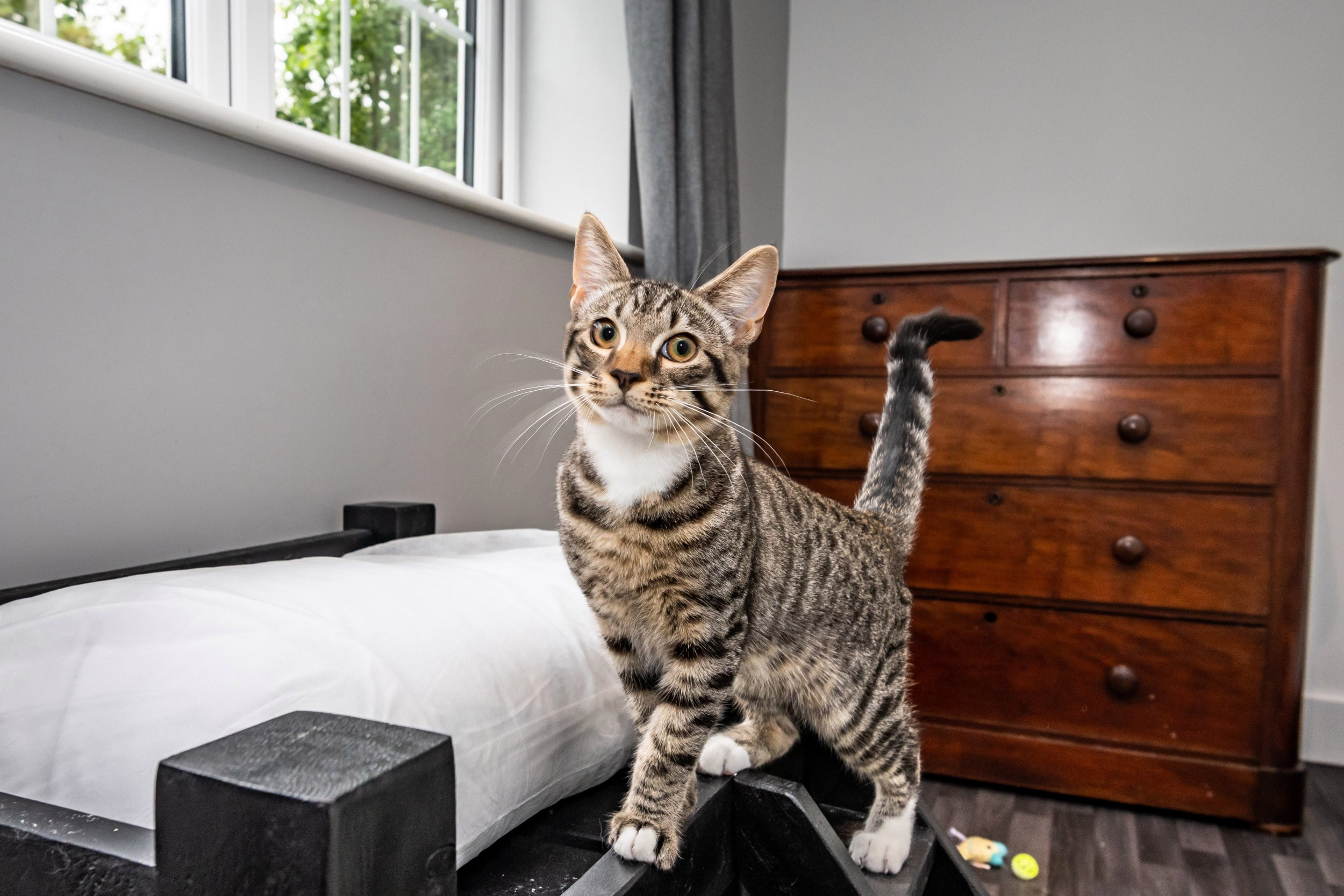 lawlor cat hotel cat