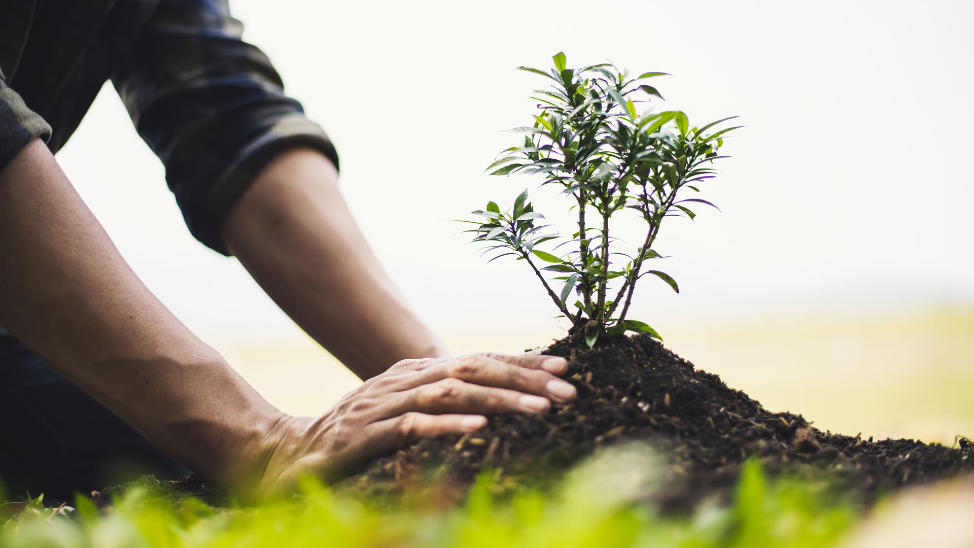 Person planting trees